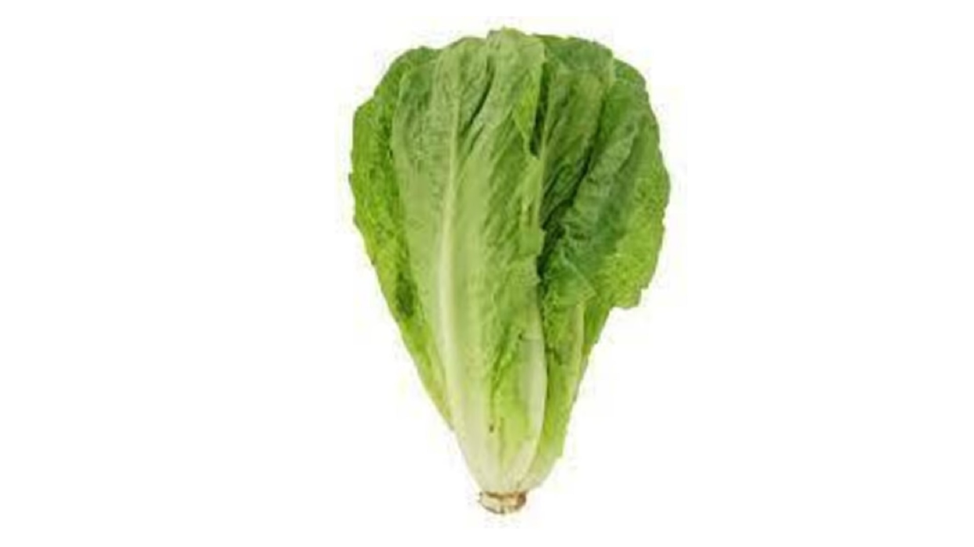 Lettuce